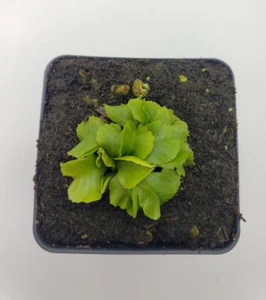 Venus flytrap (Dionaea muscipula) 'GJ Rose' - Picture 1 of 2