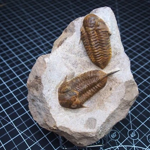 Trilobite Mucronaspis zagoraensis Fossil Lower Ordovician Morocco Arthropods - Picture 1 of 24