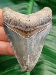 7,0 cm dente megalodonte con bourlette ben conservata - squalo fossile dente di squalo - Foto 1 di 7