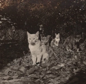 Candid Scene Ground Level Point Of View Adorable Farm Cats Kittens Group - Picture 1 of 3