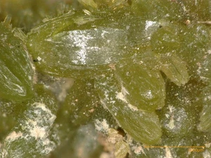 Pyromorphite - Prince colliery, Bayr. Forest, Germany - Picture 1 of 4