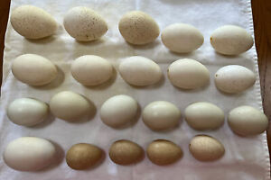 Goose Quail Chicken Eggshell? Lot Of 21 Hollow Blown Out Real Eggs
