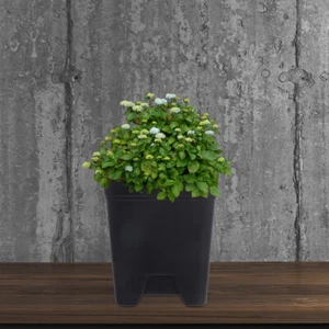 6pcs Useful Nursery Pots Nursery Flower Pots Plant Containers Planting Planter - Picture 1 of 12