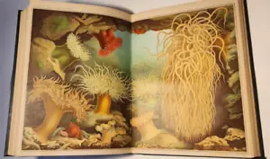 1883 FRÜHESTE CHROMOLITHOGRAPHIEN DES GRABENDEN MEERANEMONEN ANRES GEM. DEI LUCHS - Bild 1 von 19