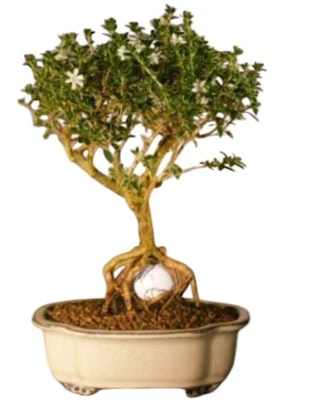 Serissa Bonsai Tree 11"H Flowering Mount Fuji Live Plant With Golf Ball Indoor - Image 1 of 3