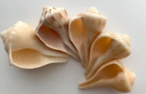 5 Lightning Whelk Seashells 2-3” long shell beach frame crafts ocean Left-handed - Picture 1 of 18