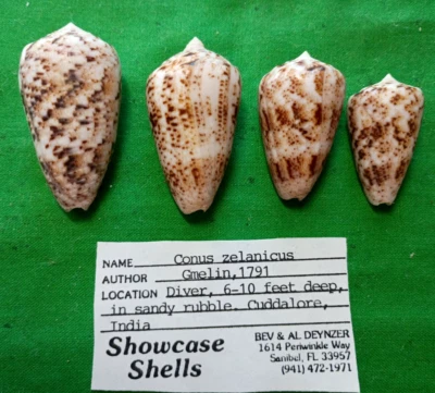 Conus zeylanicus #M0868 India 35-49mm - Image 1 of 3