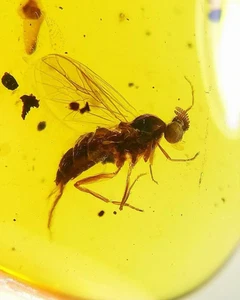 Cretaceous Fossil Burmese amber burmite Tabanus insect amber Fossil Myanmar - Picture 1 of 7