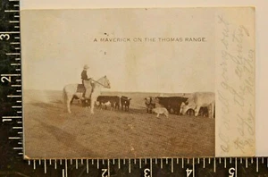 A Maverick On The Thomas Range Vintage Postcard Picture Photo Cattle Farm 1900s - Picture 1 of 3