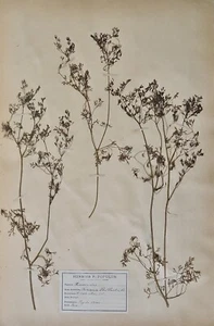 Botánica - Placa Herbario S.XIX - Hierbas Secas - Fumariacées 6 - Imagen 1 de 3
