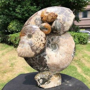 9,92 Pfund natürlicher Kristall Ammonit Fossil Muschel Exemplar Dekoration - Bild 1 von 16