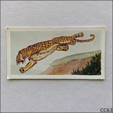 Neilsons Card Interesting Animals 1954 #6 Leopard (CC63)
