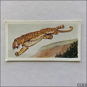 Neilsons Card Interesting Animals 1954 #6 Leopard (CC63)