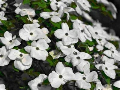 Flowering White Dogwood Tree Qty-16 Propagation unrooted Cuttings - Изображение 1 из 4