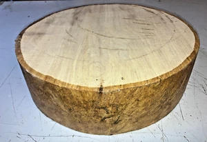 360X100MM LOT 212A SPALTED SYCAMORE WOODTURNING TIMBER BLANK - Picture 1 of 1
