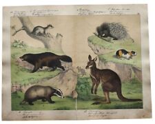 Antique engraving hand colored Kangaroo, porcupine, badger, guinea pig and other
