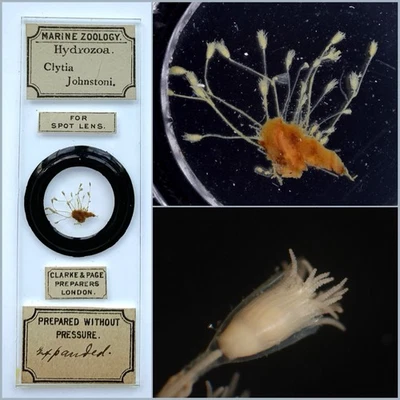 Clarke & Page Antique Microscope Slide. Clytia Johnstoni - Image 1 of 4