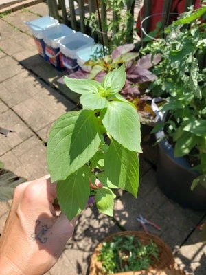 Lime Basil Seeds 15 Organic Seeds *Free Shipping* - Image 1 of 4