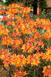 Rhododendron austrinum FLORIDA FLAME AZALEA Seeds! - Picture 1 of 1