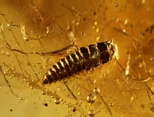 Baltic Amber Inclusion 5545 Unknown Larva + swarm of flies Fossil Insect Rare