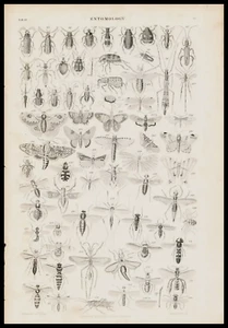 Original 195 yr Old Antique Print Victorian British Butterfly Moth circa 1830 - Picture 1 of 2