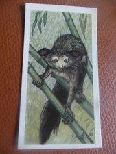 GB Brooke Bond "Wildlife in Danger" 1963 tea-card No.6 'Aye-Aye'.