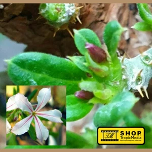 Pachypodium succulentum - 3 Samen - Bild 1 von 9