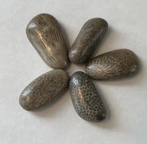 5 Small Polished Stones 1 Horn Coral 4 Favosites Lake Michigan Jewelry - Picture 1 of 4