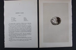 Vögel, Nester, Eier, F.O.Morris, 1875 - Bild 1 von 3