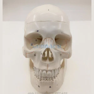 Numbered Human Skull Model Natural Life Size Bone Suture Clear Matt PVC - Picture 1 of 4