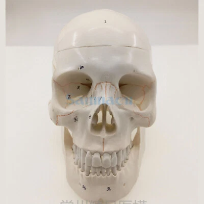 SOREKARAIN Numbered Human Skull Model Natural Life Size Bone Suture Clear Matt PVC