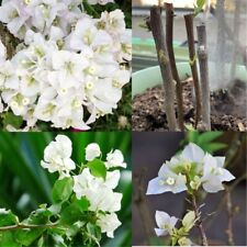 Bougainvillea White Vivid Color Starter Live Flower Plant Fast Grow New Cutting