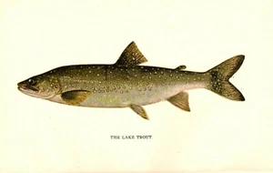 1895 Vintage Fish Print ~ The Lake Trout - Picture 1 of 1
