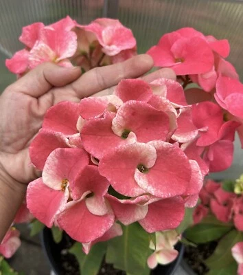 DANCING QUEEN Thai Hybrid Crown Of Thorns Coronas d'Cristo Euphorbia Milii Plant - Image 1 of 4