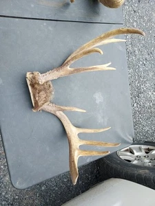 Wild 10 Point Whitetail Deer Antler Rack Horn Skull Plate Decor Man Cave  - Picture 1 of 8