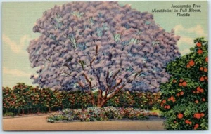 Postcard - Jacaranda Tree (Acutifolia) in Full Bloom, Florida - Picture 1 of 2