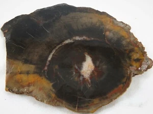 DIG-N-UTAH: SLAB PETRIFIED WOOD CIRCLE CLIFFS UT ROUGH CAB  # L 83 - Picture 1 of 3