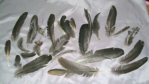 Natural Cruelty Free Chicken Feathers Lot of 25 BLACK Assorted Sizes Crafts