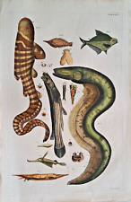 Tropische Fische großer Kupferstich von J. van der Spyk um 1740
