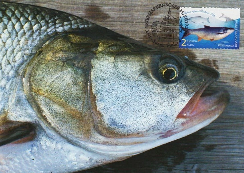 Fish Asp Aspius Aspius Fishing Finland Mint Maxi FDC Card 2003 - Image 1 of 1