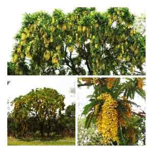 Nasiona ferruginea akacia ( Senegalia ferruginea ) Senna ferruginea - 10 nasion