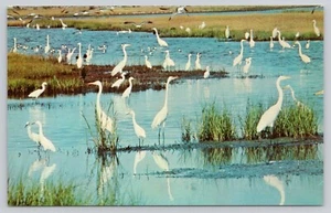 Postal White Herons Wildwood Nueva Jersey - Imagen 1 de 2