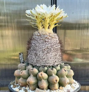 Discocactus heptacanthus (Barra do Garcas) SEEDS - C15 - SEMI di Cactus Raro - Imagen 1 de 3