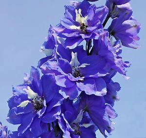 1000 IMPERIAL LARKSPUR Seeds (Delphinium consolida) Perennial Regalis Flower - Picture 1 of 3