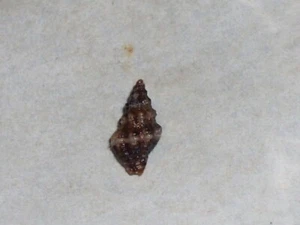 LEUCOZON MOTOR EXTRA MELANISTIC - Bild 1 von 2