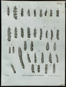 1836 - Tooth Molars Rodent - engraving of Paleontology Of Vat - Bild 1 von 3