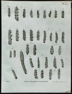 1836 - Tooth Molars Rodent - engraving of Paleontology Of Vat - Bild 1 von 3