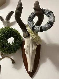 Hartebeest Antilope Afrika Schädel Trophäe Geweih Jagdtrophäe - Bild 1 von 1