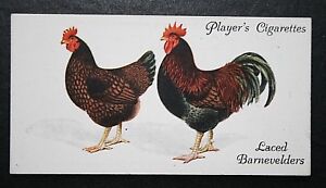 BARNEVELDER  Chickens  Original 1930's Vintage  Card  BD12