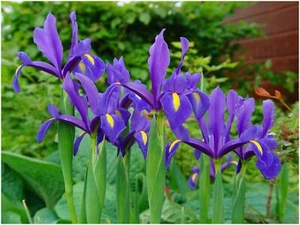 40 BLUE MAGIC DUTCH IRIS BULB CORM NICE BEAUTIFUL SPRING SUMMER FLOWER PERENNIAL - Picture 1 of 3